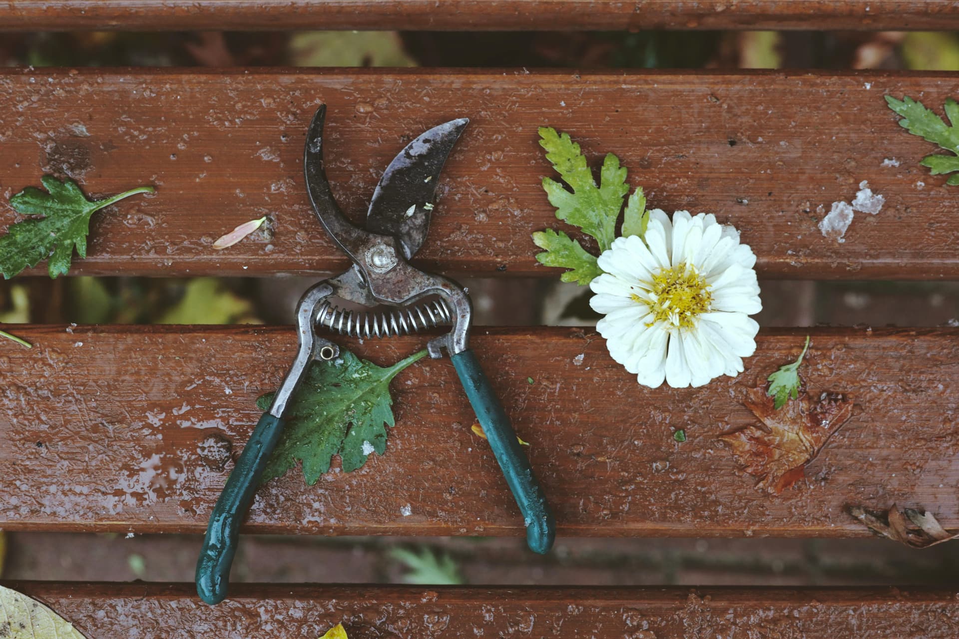 Photo d'un secateur et d'un fleur posés sur un banc Photo d'un secateur et d'un fleur posés sur un banc